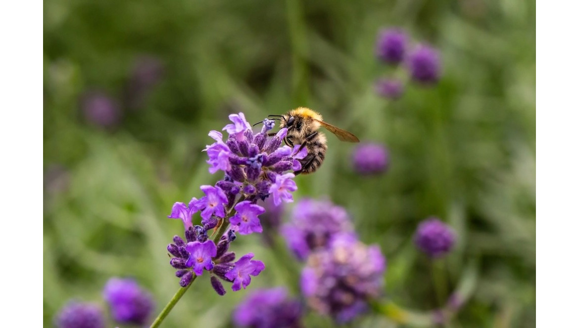 ¿Cuáles son las flores que atraen a las abejas? ¡Estas son las que necesitas! ¿Cuáles son las flores que atraen a las abejas? ¡Estas son las que necesitas!